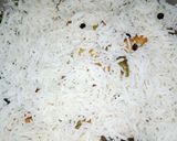 A picture of step 12 of Tangy Chicken Mince Biryani.