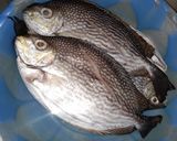 Foto langkah ke 1 dari resep 9. Pecak Ikan Baronang.