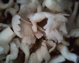Gambar langkah 4 resipi Cendawan Tiram Masak Rebus Simple.