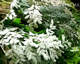 முருங்கைக்கீரை பொறியல் ரெசிபி ஸ்டேப் 1 புகைப்படம்