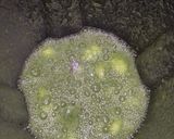 A picture of step 1 of Healthy Green Juice.
