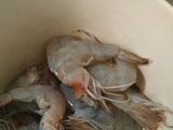 Udang Saos Mentega
