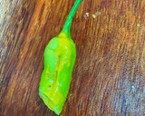 ஸ்டப்டு மிளகாய் பஜ்ஜி🌶 ரெசிபி ஸ்டேப் 3 புகைப்படம்