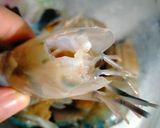 Foto langkah ke 1 dari resep 201. Udang Saos Tiram.