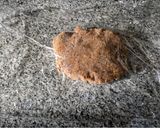 Foto del paso 4 de la receta: Alfajor de almendras