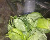Foto del paso 1 de la receta: Pesto