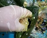 Foto del paso 2 de la receta: Chile poblano hojaldrado