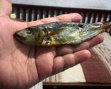 Foto langkah ke 2 dari resep Tumis ale pete.