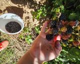 Foto del paso 1 de la receta: Mermelada de Mora