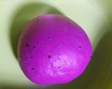 Foto langkah ke 7 dari resep Roti Tawar Buah Naga Eggless.