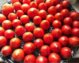 Foto del paso 1 de la receta La mermelada de tomate más cara del mundo