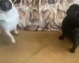 Foto del passaggio 3 della ricetta Pugcake - torta per cani