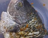 Foto langkah ke 1 dari resep Ikan Gurame bumbu kecap.