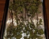 A picture of step 3 of Mike's Oven Dried Herbs.