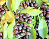 A picture of step 1 of Black Plum Juice for Diabetic Patients.