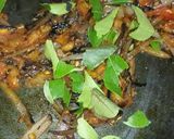 A picture of step 2 of Achari Anday Chana.