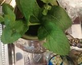Une image de l'étape 1 de Thé vert menthe fraiche pignon de pin.