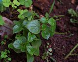 A picture of step 1 of Peperomia Herb Neer kaddi Raita.