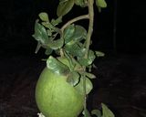 Hình bước làm 1 của món Mứt Vỏ Bưởi Ít Ngọt