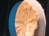 جلاش بالكاسترد