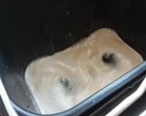 Foto del paso 3 de la receta Pan espelta con levadura
