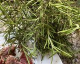 Une image de l'étape 2 de Côtelettes d’agneau 🐑 marinées 🍯aux herbes ☘️🌱🍃de Provence.