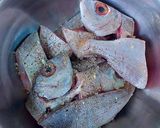 Foto del paso 1 de la receta: Cazuela de besugos tipo tajine