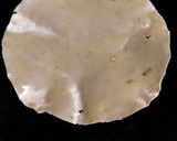A picture of step 2 of Masala Papad.