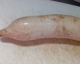 Foto del paso 1 de la receta: Nabo encurtido