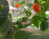 Foto del paso 1 de la receta: Cebolla encurtida con habanero