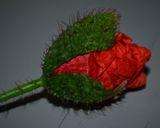 Une image de l'étape 1 de Sirop de coquelicots.