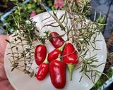 Foto del paso 4 de la receta: Ajíes P... P... (los de la mala palabra)