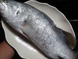 Ikan baramundi fillet crispy saos barbeque ala richesse