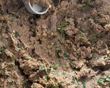 A picture of step 1 of Kebab ❦.