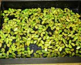 Foto del paso 3 de la receta: El Secreto del Chocolate de Dubái: Crema de Pistachos Casera