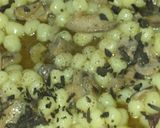 Foto del passaggio 3 della ricetta Gnocchetti con funghi e tartufo