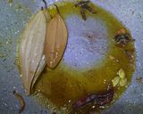 A picture of step 4 of Ruhu macher kalia.