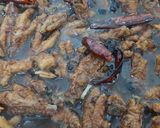 Foto langkah ke 2 dari resep Ceker Ayam Dim Sum (Feng Zhao).