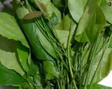 รูปขั้นตอนการทำที่ 1 ของ ใบเหลียงผัดไข่ #กินผักรักสุขภาพ2