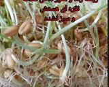 عکس مرحله 2 از دستور سمنوی خونگی😋😋