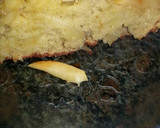 Foto del paso 7 de la receta: Tarta de manzanas verdes sin manteca,deliciosa !