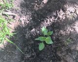 Foto del paso 3 de la receta: Mini-quintita!!🥕🍅🥑🧅