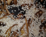 Foto del paso 2 de la receta: Risotto de setas