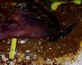 Foto langkah ke 5 dari resep Rawon Daging & Tetelan Sapi.