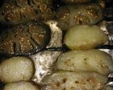 Foto del paso 3 de la receta: KETO: Berenjenas parmesanas de pollo