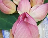 Hình bước làm 4 của món Chè Ướp Hoa Sen