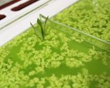 Foto langkah ke 4 dari resep 115. Puding Lumut Aroma Pandan.
