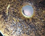 Foto langkah ke 7 dari resep Bolu pisang tabur coklat keju.