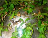 A picture of step 2 of Mint Tea.