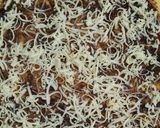 Foto langkah ke 4 dari resep Twisted coffee Buns..